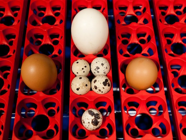 Automatická líheň na vejce BOROTTO REAL 49 AUTOMATIC