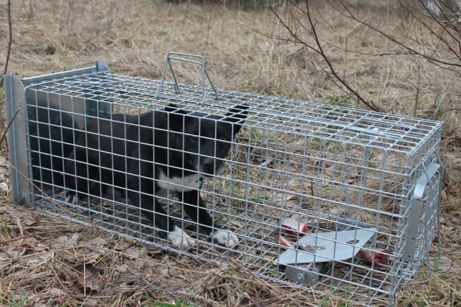 Profesionální past na lišky, kuny, vydry a kočky TRAP ST118x34x34V1