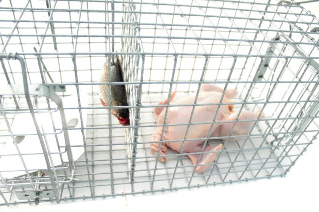 Profesionální past na lišky, kuny, vydry a kočky TRAP ST130x34x34K