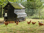Komplet automatického otevírání a zavírání kurníku CHICKEN GUARD ALL IN ONE