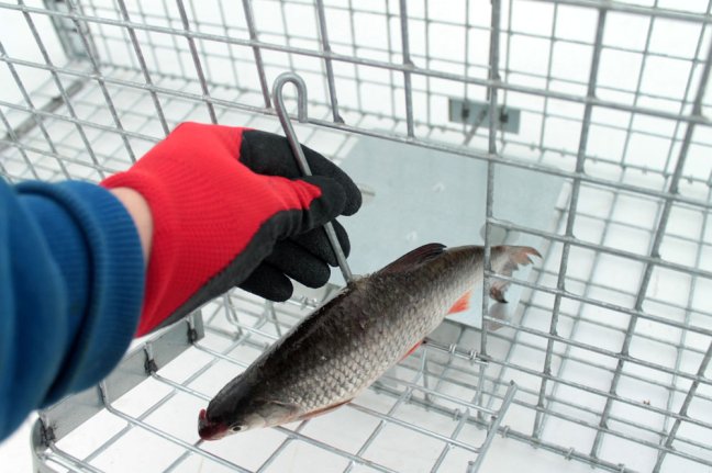 Profesionální past na lišky, kuny, vydry a kočky TRAP ST130x34x34V2