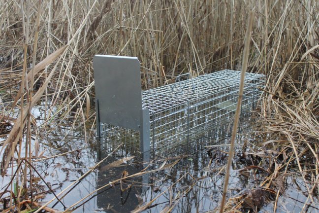 Profesionální past na lišky, kuny, vydry a kočky TRAP ST118x34x34V1