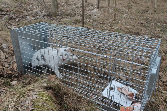 Profesionální past na lišky, kuny a kočky TRAP ST105x34x42
