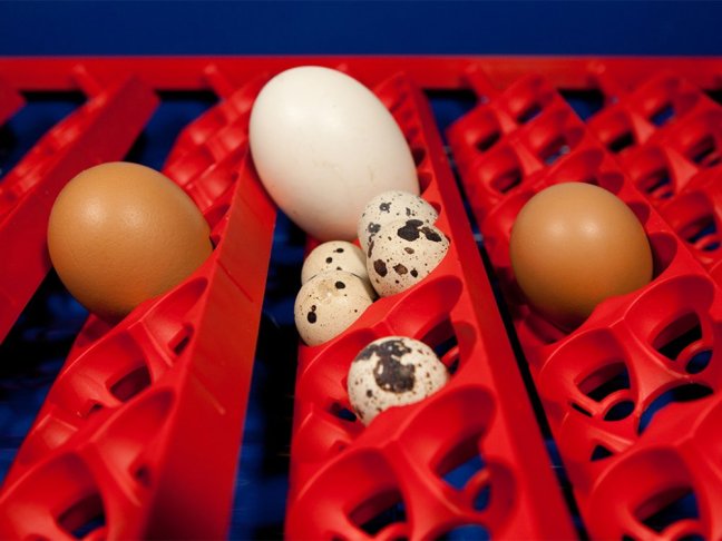 Automatická líheň na vejce BOROTTO REAL 49 AUTOMATIC