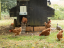 Komplet automatického otevírání a zavírání kurníku CHICKEN GUARD ALL IN ONE